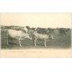 carte postale ancienne 03 Troupeau de Vaches au Pâturage 1905