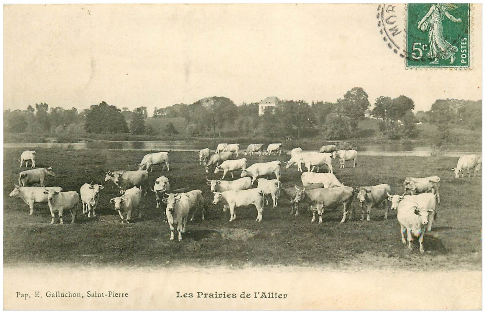 carte postale ancienne 03 Vaches dans les Prairies de l'Allier (carte gondolée)...