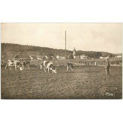 carte postale ancienne 25 GILLEY. Troupeau de Vaches et Fermier aux Pâturages