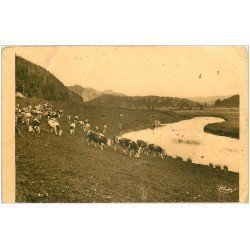 carte postale ancienne 25 PONTARLIER. Troupeau de Vache aux Pâturages (défauts)...