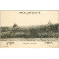 carte postale ancienne 28 PRUNAY-LE-GILLON. Effets de la Cianamide sur le Blé