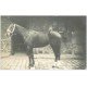 carte postale ancienne 28 VERT-EN-DROUAIS. Marsalin. Un Etalon. Carte Photo 1