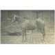 carte postale ancienne 28 VERT-EN-DROUAIS. Marsalin. Un Etalon. Carte Photo 2