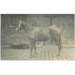 carte postale ancienne 28 VERT-EN-DROUAIS. Marsalin. Un Etalon. Carte Photo 2