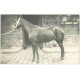 carte postale ancienne 28 VERT-EN-DROUAIS. Marsalin. Un Etalon. Carte Photo 5