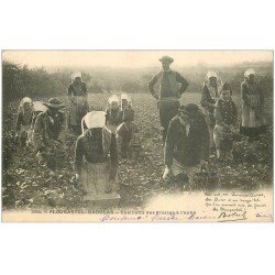 29 PLOUGASTEL-DAOULAS. Cueillette des Fraises à l'aube 1902