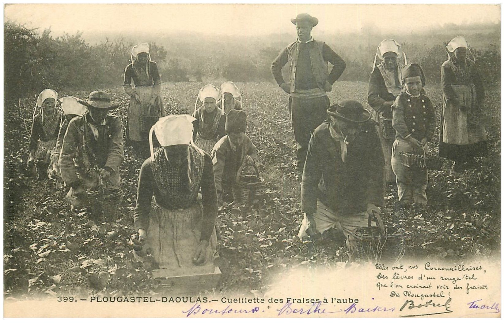 29 PLOUGASTEL-DAOULAS. Cueillette des Fraises à l'aube 1902