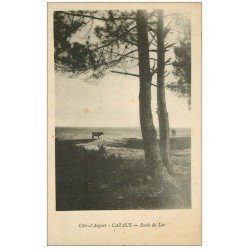 carte postale ancienne 33 CAZAUX. Bords du Lac, vaches 1928