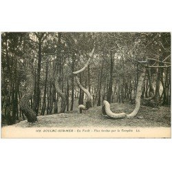 carte postale ancienne 33 SOULAC-SUR-MER. Pins tordus en Forêt