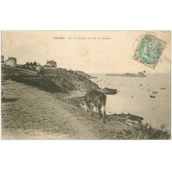 carte postale ancienne 35 CANCALE. Vache sur Falaise