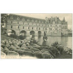 37 CHENONCEAUX. Bergère et Troupeau de Moutons