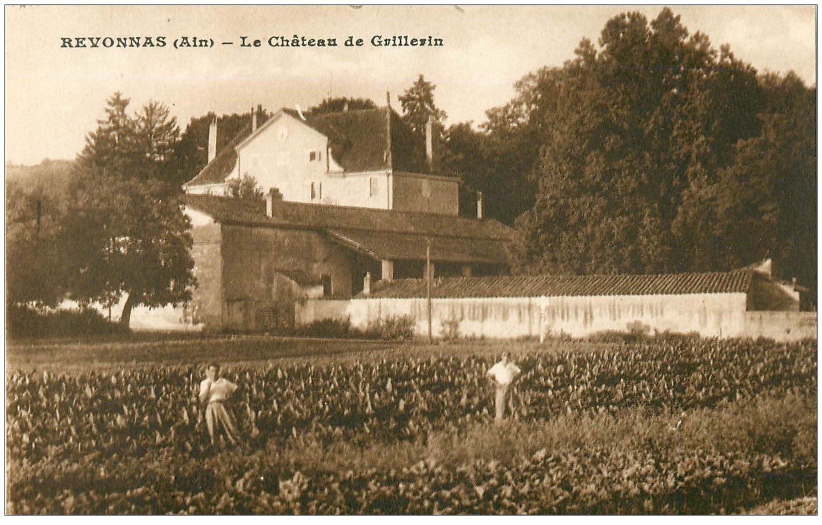 carte postale ancienne 01 REVONNAS. Château de Grillerin. Ramasseurs de légumes
