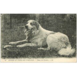 carte postale ancienne 65 PYRENEES. Chiens de Montagne 1914