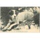 carte postale ancienne 65 PYRENEES. Chiens de Montagne CC 1085