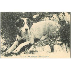 carte postale ancienne 65 PYRENEES. Chiens de Montagne CC 1085