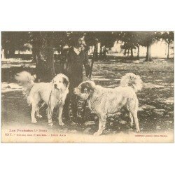 carte postale ancienne 65 PYRENEES. Chiens de Montagne deux Amis