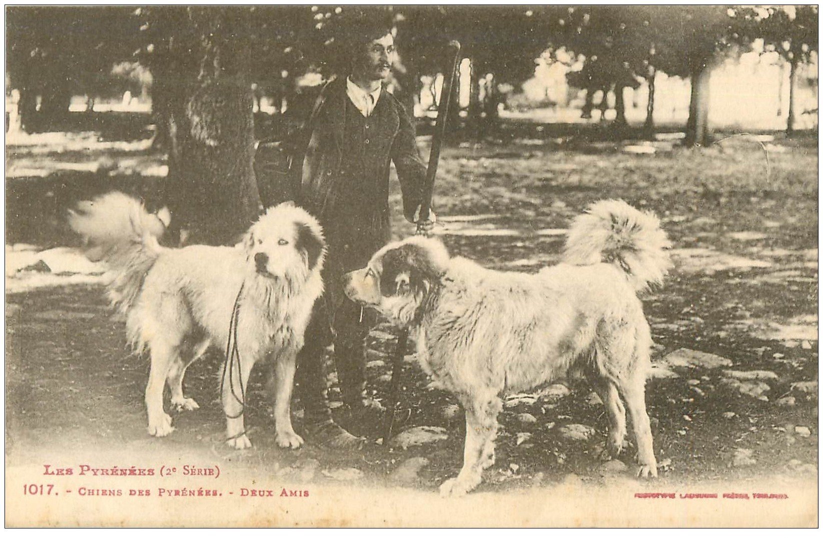 carte postale ancienne 65 PYRENEES. Chiens de Montagne deux Amis