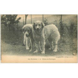 carte postale ancienne 65 PYRENEES. Chiens de Montagne édition Direygeol