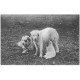 carte postale ancienne 65 PYRENEES. Chiens de Montagne et Chiot s'allaitant 1912