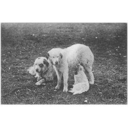 carte postale ancienne 65 PYRENEES. Chiens de Montagne et Chiot s'allaitant 1912