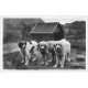 carte postale ancienne 65 PYRENEES. Chiens de Montagne et leur niche. Carte photo émaillographie