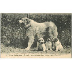 carte postale ancienne 65 PYRENEES. Chiens de Montagne Gazost I° au Chenil Club d'Argelès