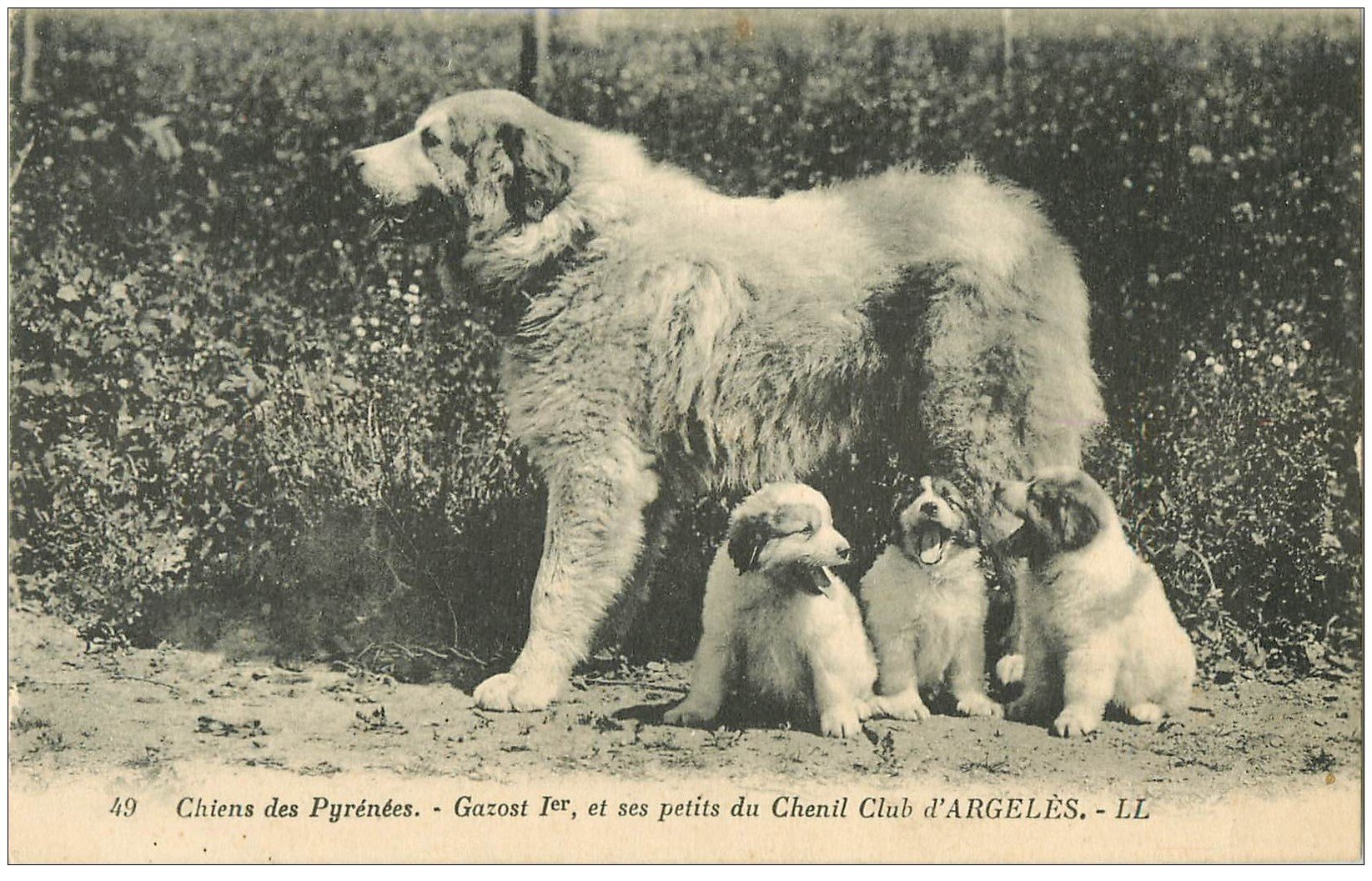 carte postale ancienne 65 PYRENEES. Chiens de Montagne Gazost I° au Chenil Club d'Argelès