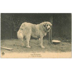 carte postale ancienne 65 PYRENEES. Chiens de Montagne près de son écuelle