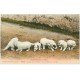 carte postale ancienne 65 PYRENEES. Chiens de Montagne une Portée de 8 jours
