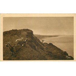 carte postale ancienne 76 QUIBERVILLE. Chêvres sur les Falaises