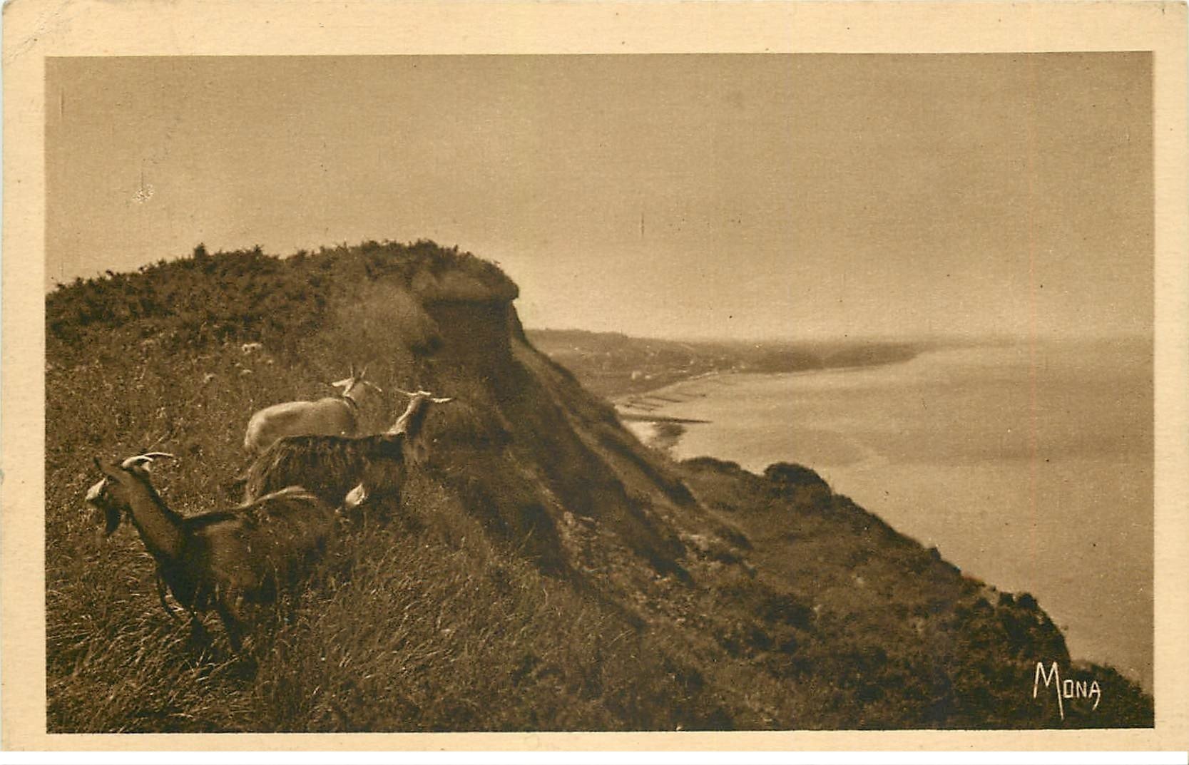 carte postale ancienne 76 QUIBERVILLE. Chêvres sur les Falaises
