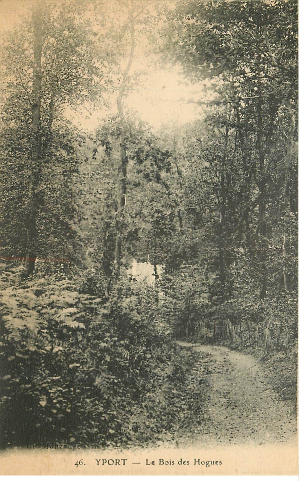 carte postale ancienne 76 YPORT. Le Bois des Hogues