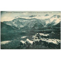 carte postale ancienne 38 TREMINIS. Ebron et Obiou. Troupeau de Moutons et Vache 1937
