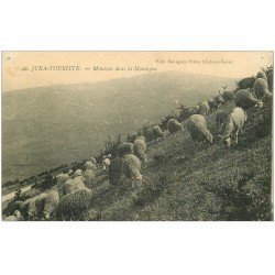 carte postale ancienne 39 LE JURA. Moutons dans la Montagne 1916