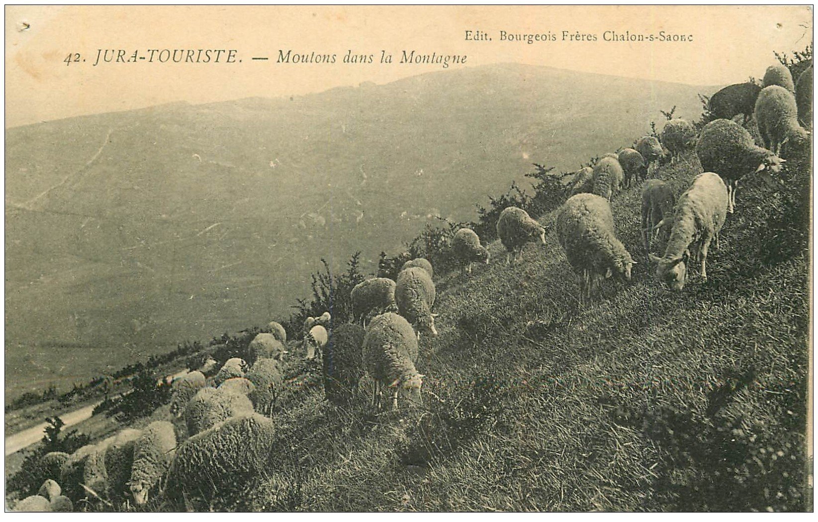 39 LE JURA. Moutons dans la Montagne 1916