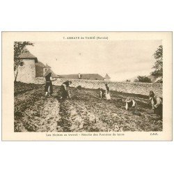 carte postale ancienne 73 ABBAYE DE TAMIE. Récolte Pommes de terre par les Moines