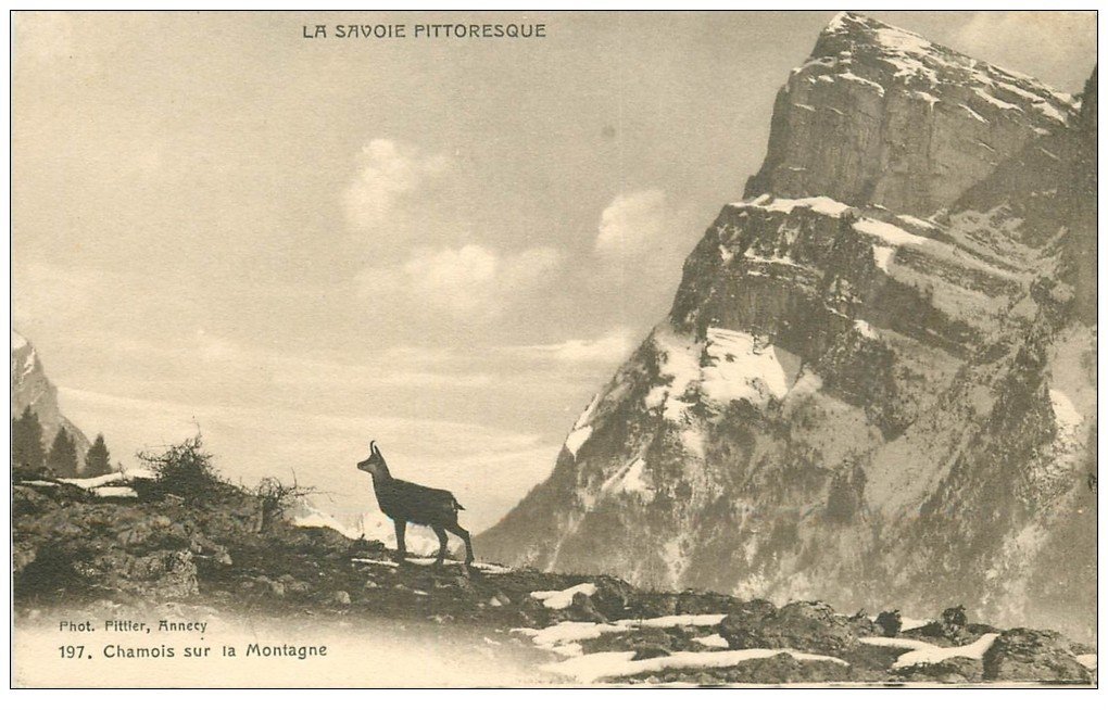 carte postale ancienne 73 LE CHATELARD. Chamois sur la Montagne 1912