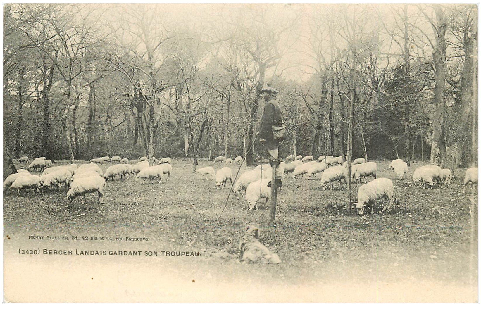 carte postale ancienne 40 LANDES. Berger Landais sur échasses gardant son troupeau de Moutons 1908. Vieux métiers Campagne