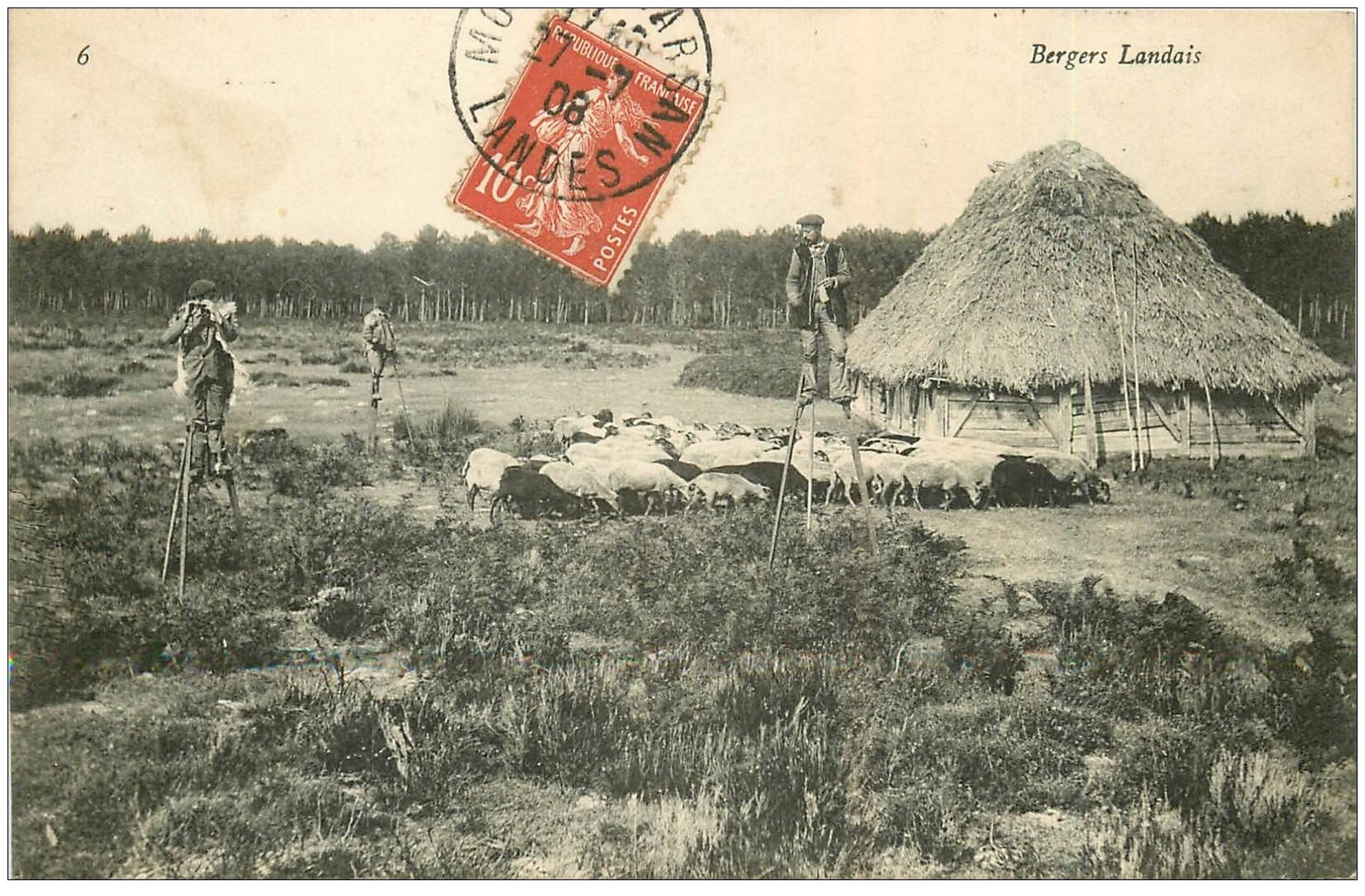 carte postale ancienne 40 LANDES. Bergers Landais sur échasses et Moutons 1908. Vieux métiers Campagne