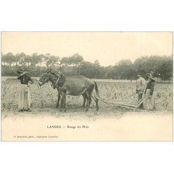 carte postale ancienne 40 LANDES. Binage du Maïs avec Attelage Mules vers 1900. Vieux métiers Campagne