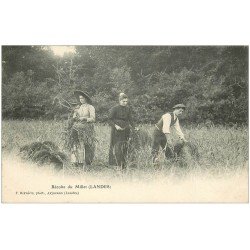 carte postale ancienne 40 LANDES. Récolte du Millet à la serpe vers 1900. Vieux métiers Campagne