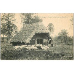 carte postale ancienne 40 LANDES. Un Parc à Moutons 1906. Vieux métiers Campagne