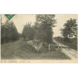 carte postale ancienne 41 CHAMBORD. Sous-Bois