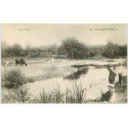 41 SOLOGNE. Les Petits Pêcheurs et Vaches