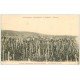 carte postale ancienne 51 REIMS. Champagne Pommery. Vendanges. Ceuillette à Avize