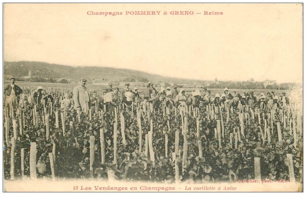 carte postale ancienne 51 REIMS. Champagne Pommery. Vendanges. Ceuillette à Avize