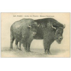 PARIS 05. Jardin des Plantes. Bisons d'Amérique