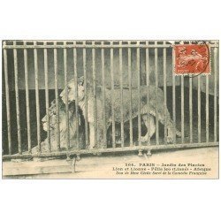 PARIS 05. Jardin des Plantes. Lionne et Lion 1912