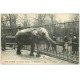 PARIS 05. Jardin des Plantes. Un Eléphant