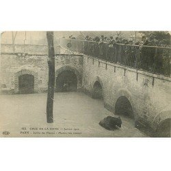 carte postale ancienne INONDATION ET CRUE PARIS 1910. L'Ours Martin au Jardin des Plantes